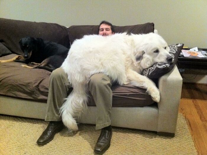 Hình ảnh vui những chú chó lớn