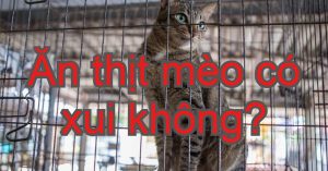 Tết ăn thịt mèo có được không?